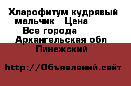 Хларофитум кудрявый мальчик › Цена ­ 30 - Все города  »    . Архангельская обл.,Пинежский 